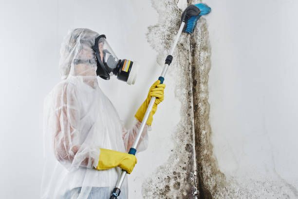 Best Affordable Mold Removal  in Cadillac, MI