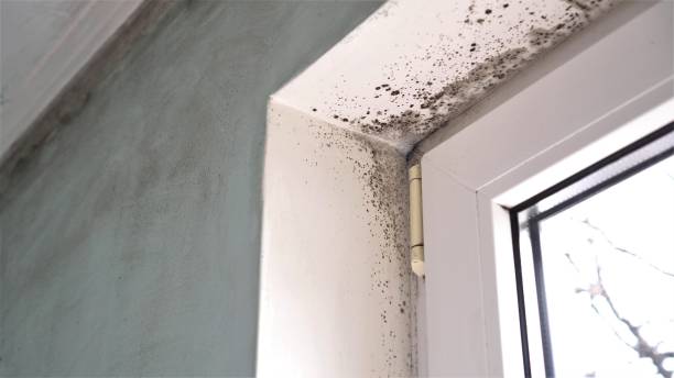 Cadillac, MI Mold Removal Company