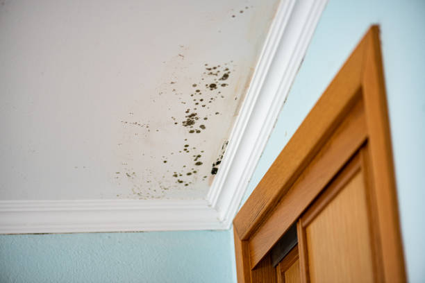 Best Mold Remediation Services  in Cadillac, MI