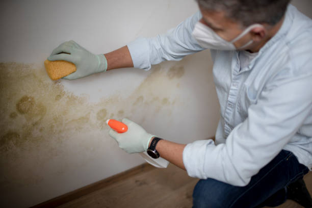 Best Mold Damage Repair  in Cadillac, MI