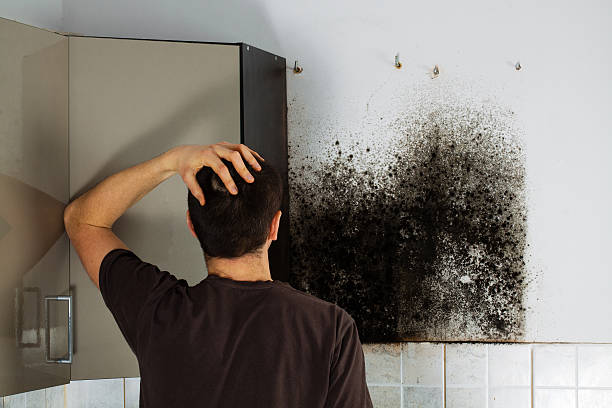 Best Emergency Mold Removal  in Cadillac, MI