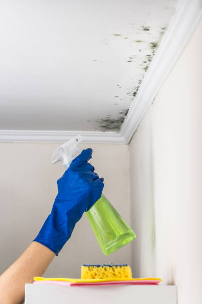 Best Home Mold Removal  in Cadillac, MI
